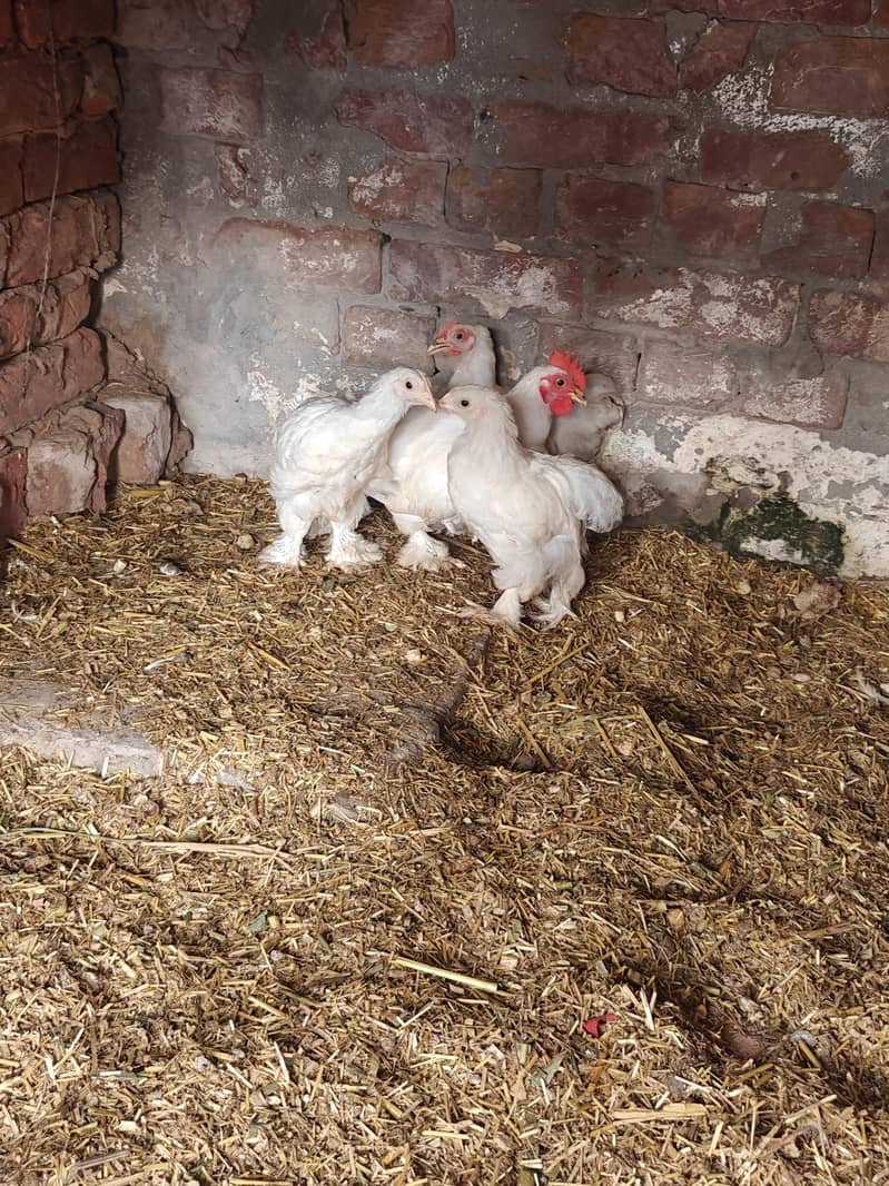 Zero Size White Bantam 1