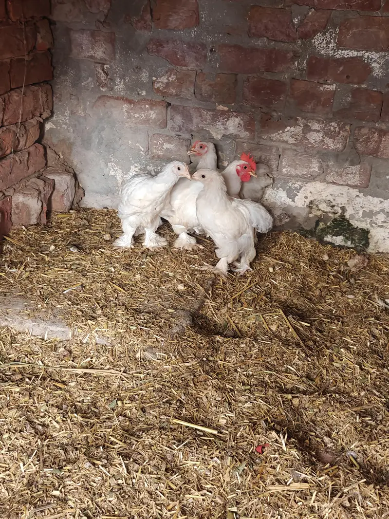 Zero Size White Bantam — photo 2