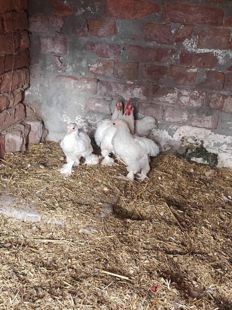 Zero Size White Bantam 2