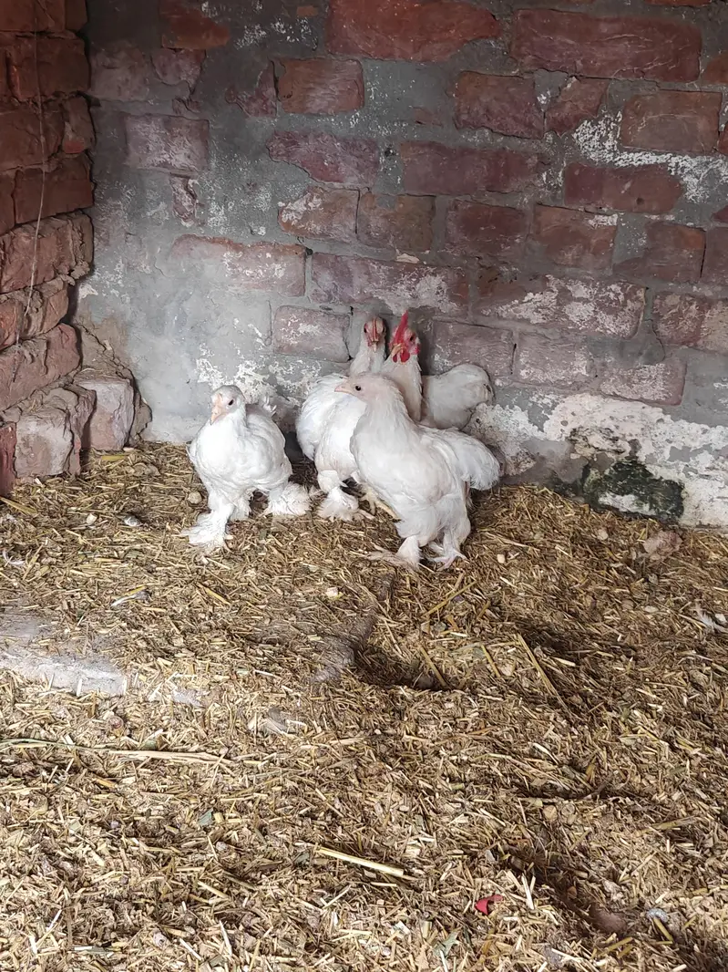 Zero Size White Bantam — photo 3