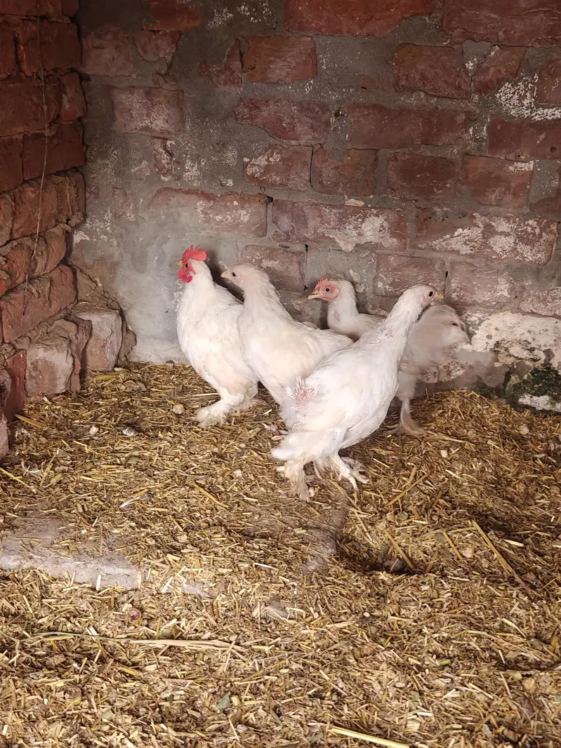 Zero Size White Bantam — photo 4