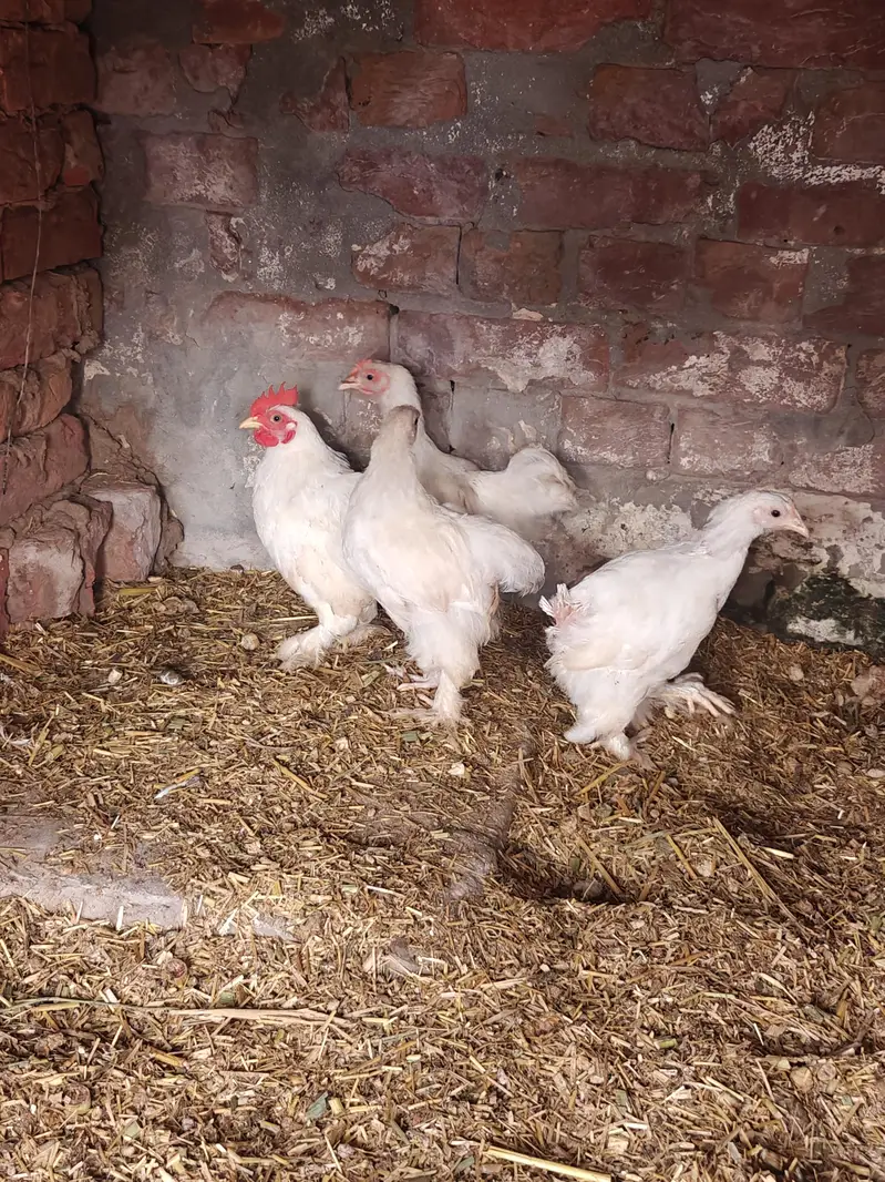 Zero Size White Bantam — photo 5