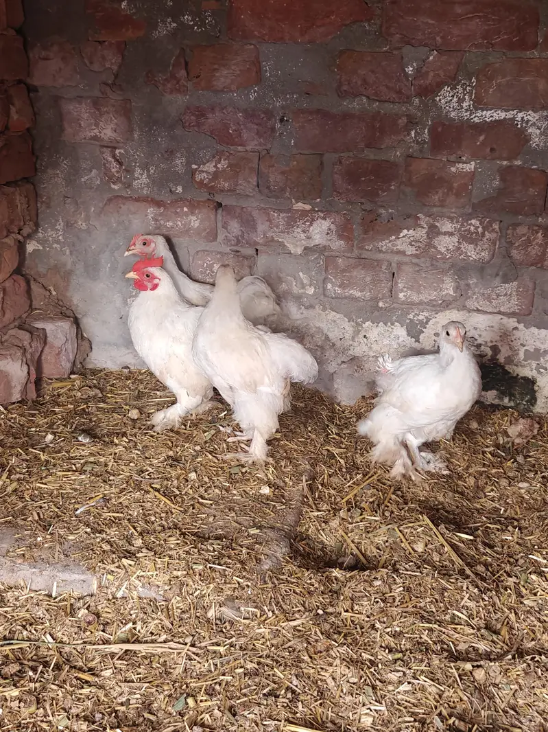 Zero Size White Bantam — photo 6