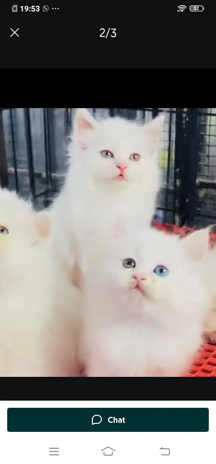 Persian cat for sale male or female vaccine clear