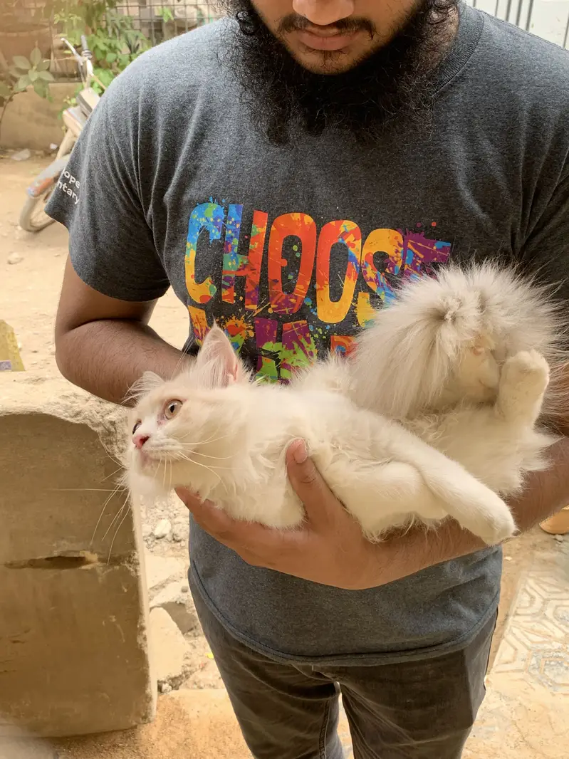calico Female — photo 5