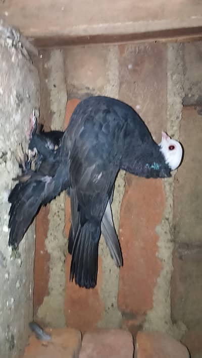 pigeon
