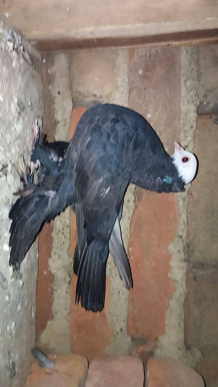 pigeon 0
