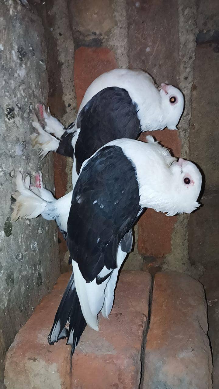 pigeon 1