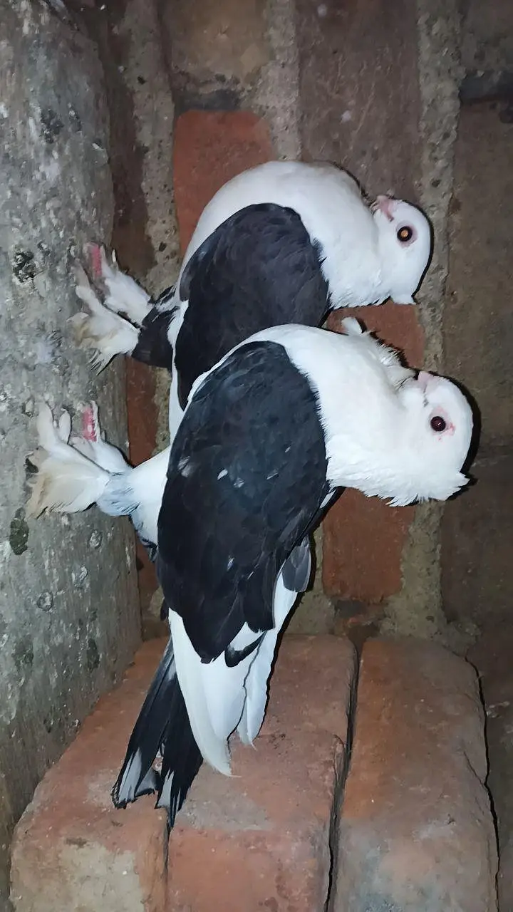 pigeon — photo 2