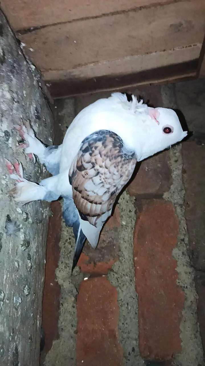 pigeon — photo 3