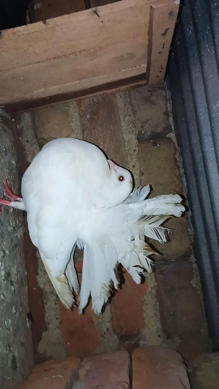 pigeon — photo 4