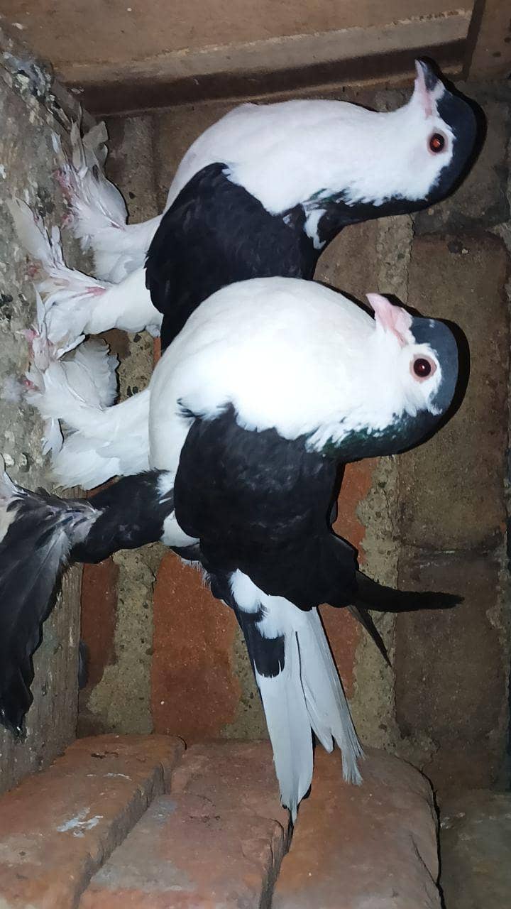 pigeon 4