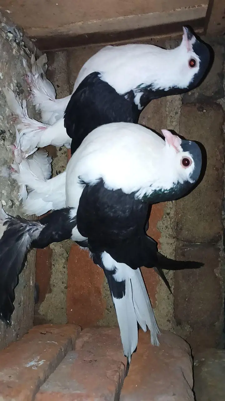 pigeon — photo 5