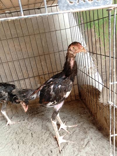 shamo cross chicks available
