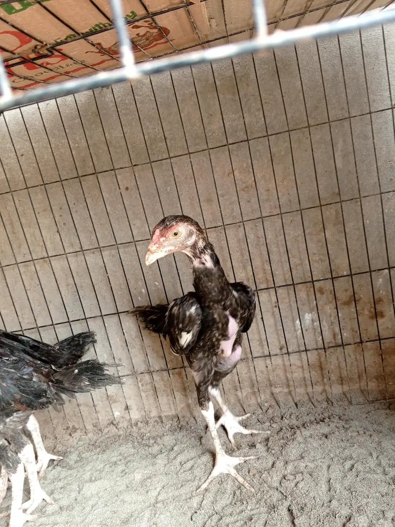 shamo cross chicks available — photo 2
