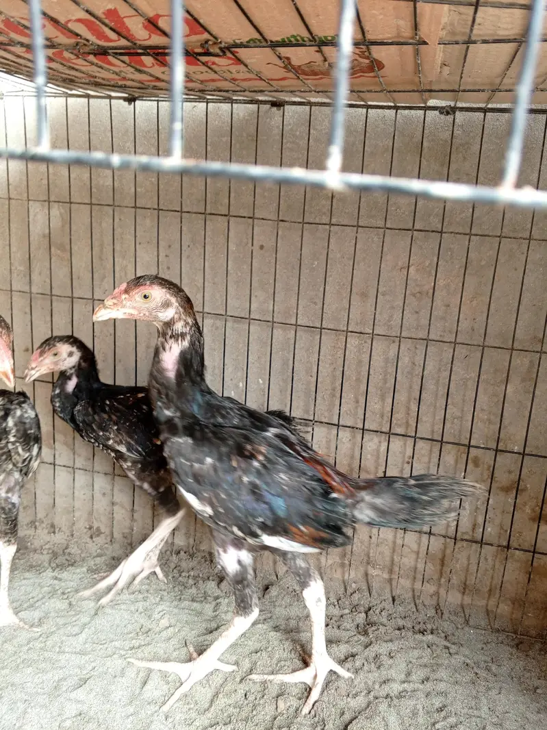 shamo cross chicks available — photo 4