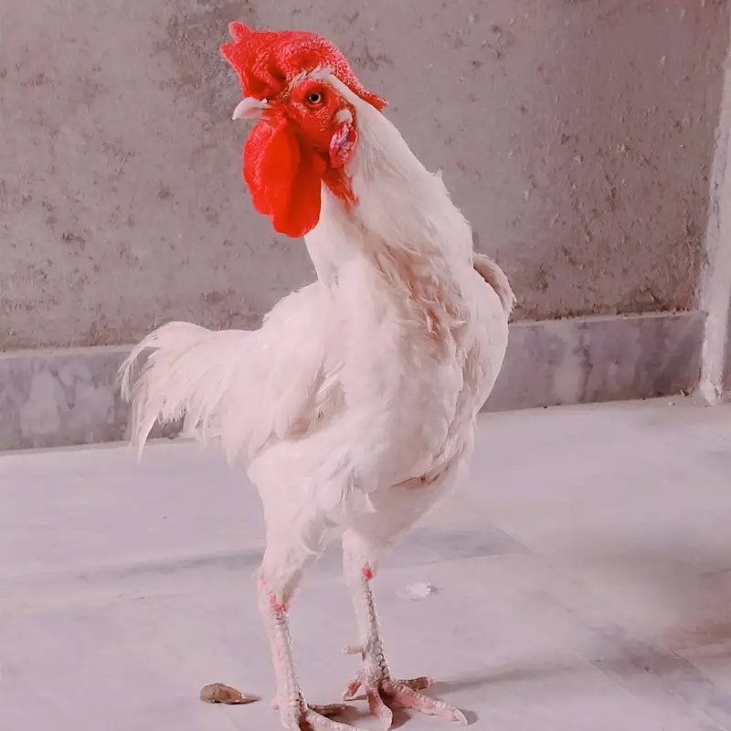 white aseel heera  bengum