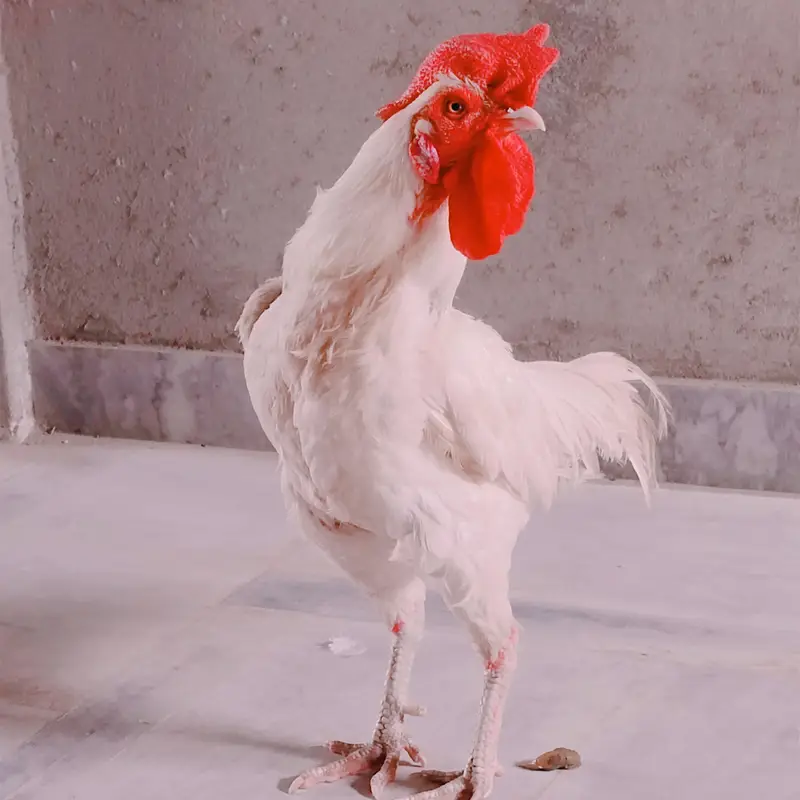 white aseel heera  bengum — photo 2