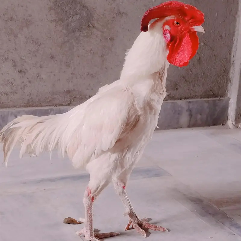 white aseel heera  bengum — photo 3