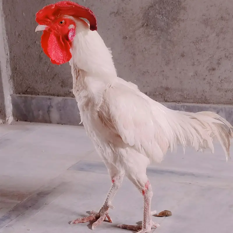 white aseel heera  bengum — photo 4
