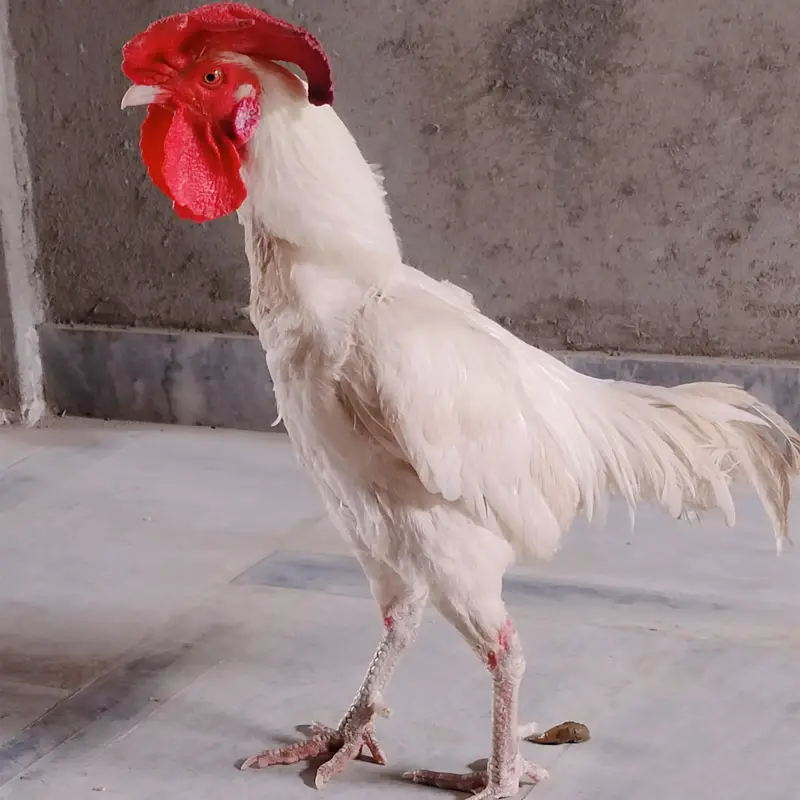 white aseel heera  bengum — photo 6