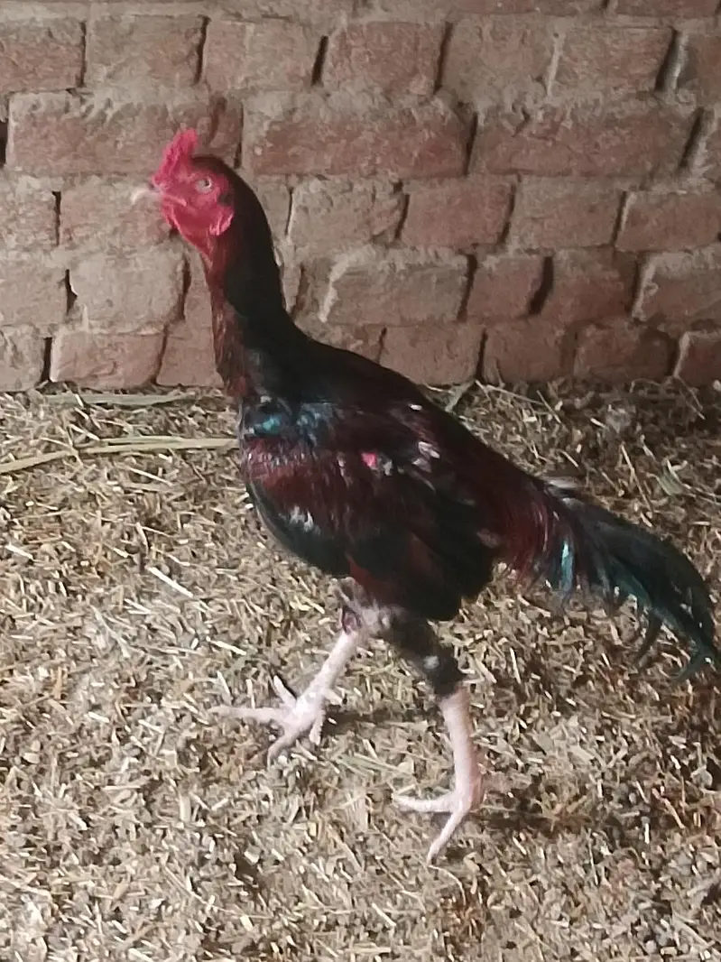 aseel Mughal اصل اسیل مرغا