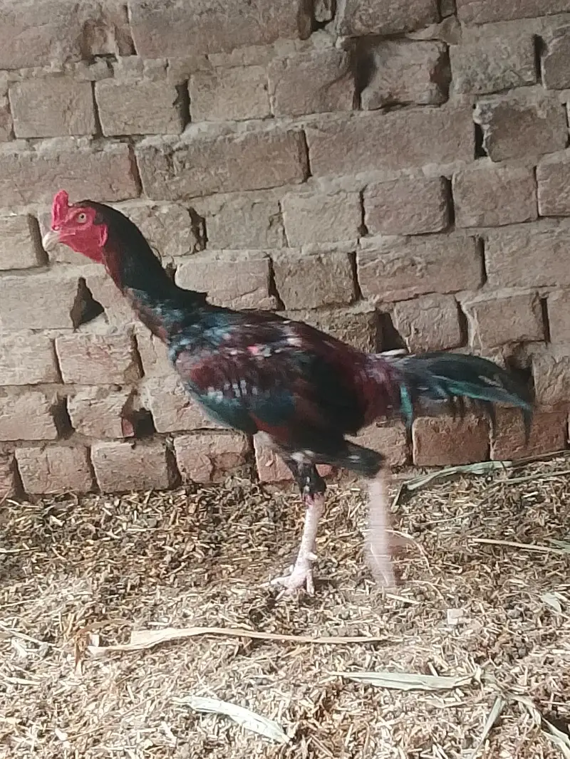 aseel Mughal اصل اسیل مرغا — photo 2