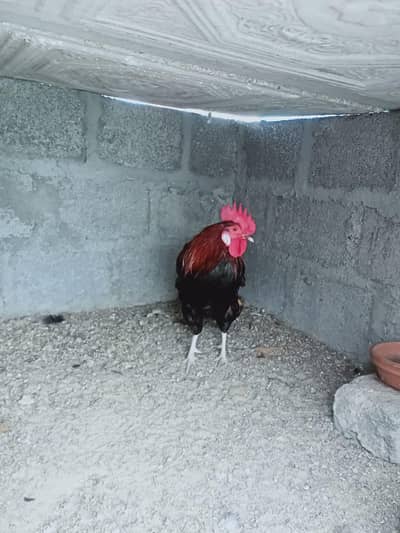 Hen For Sale