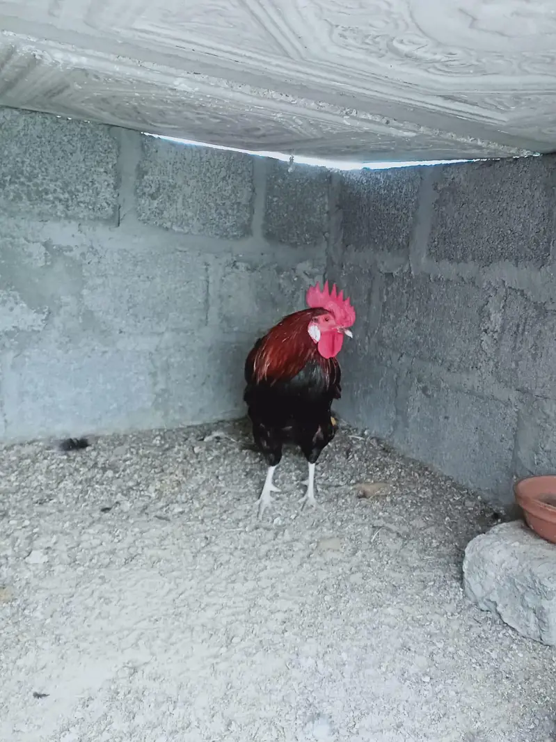 Hen For Sale