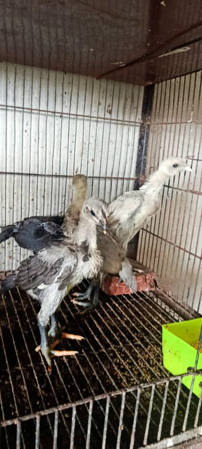 Blue and Black dragon chiks,Pathay,pathia availble