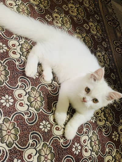White male tripl coated liter trained full active and healthy