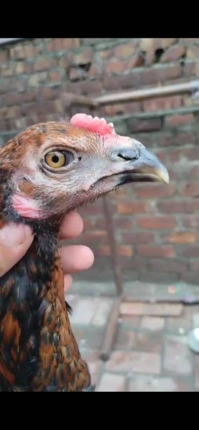 thai+pakoya patha