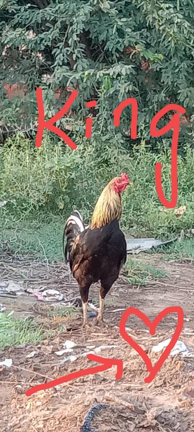 Prue dasí rooster available for sale