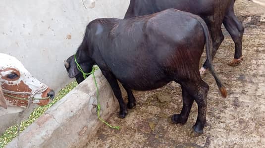 Baflow Katti for sale in faisalabad Pakistan