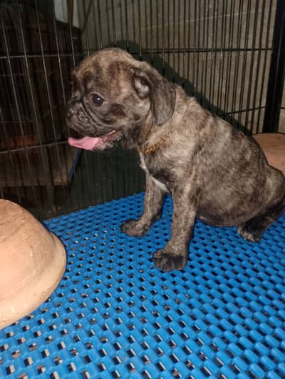 French Pyppy | French Bulldog male puppy | Bulldog Puppy For Sale