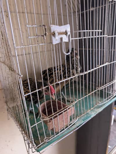Bantam chicken for sale