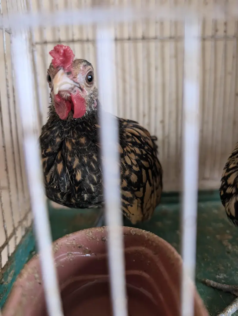 Bantam chicken for sale — photo 2