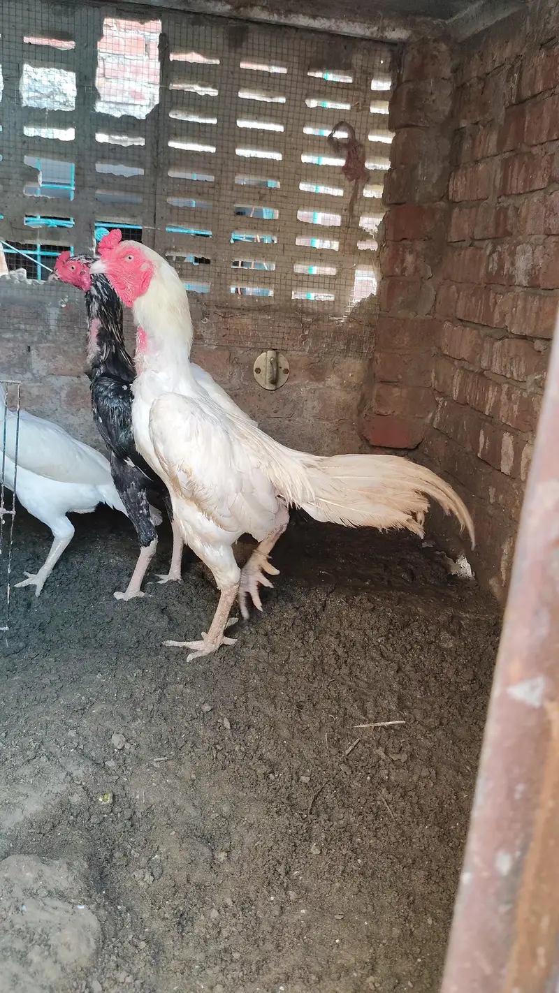 heera pair and jawa phata and phati — photo 5