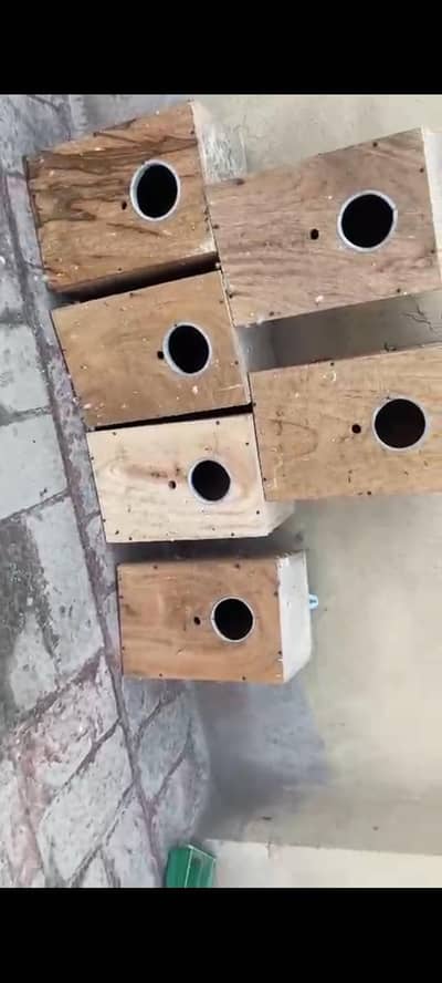 6 breeding box available achi lakri ka bany howay
