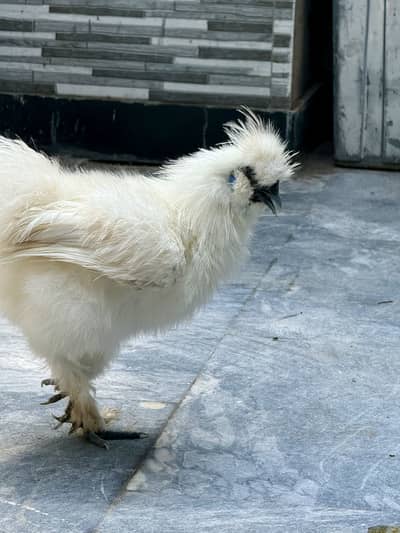 White silkie males