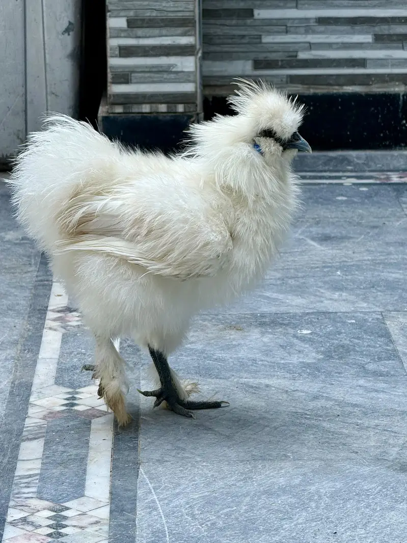 White silkie males — photo 2