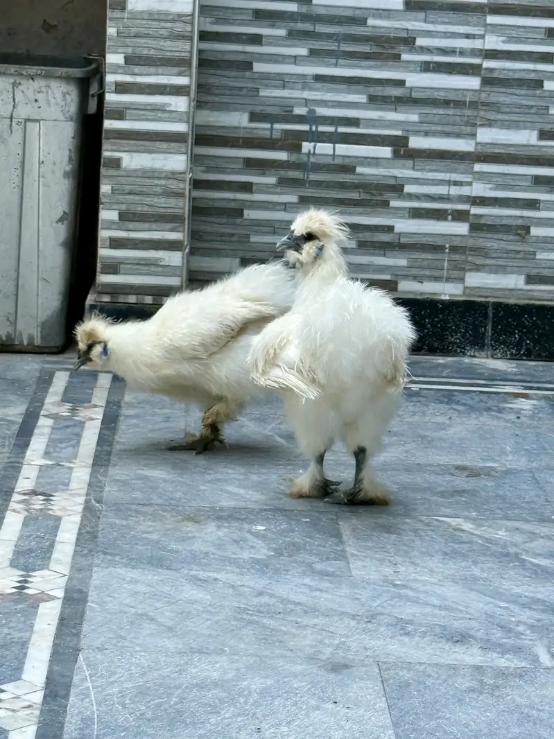 White silkie males — photo 3