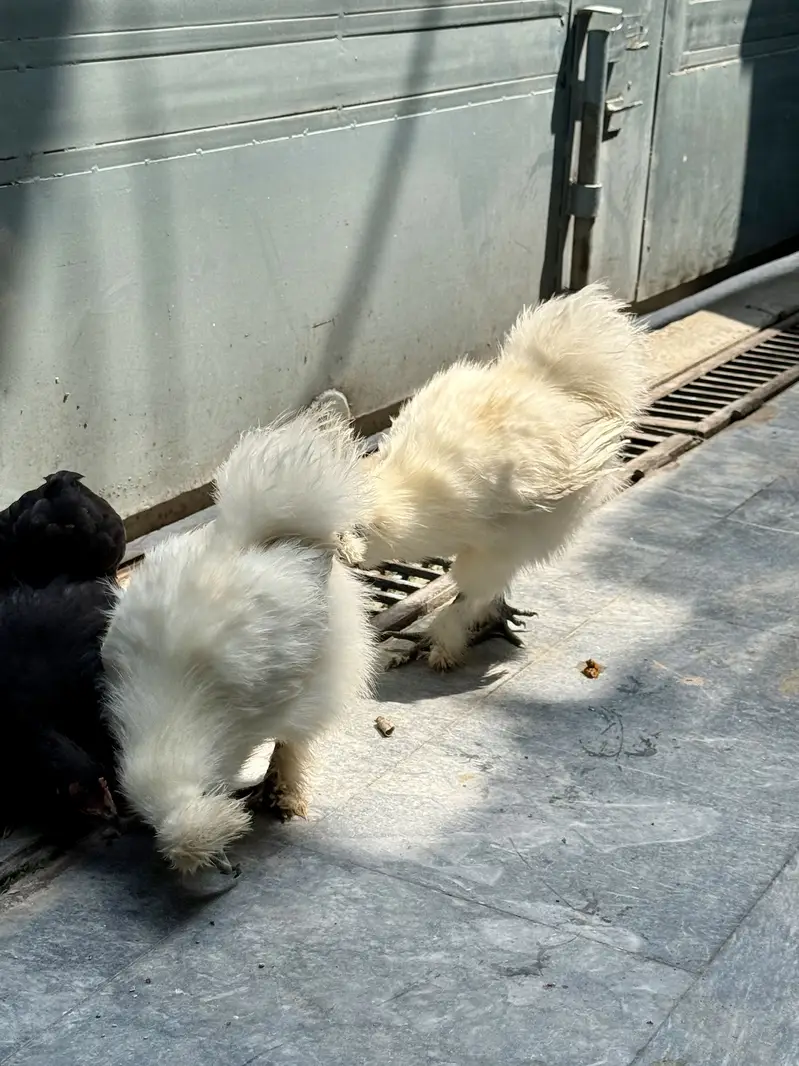 White silkie males — photo 4