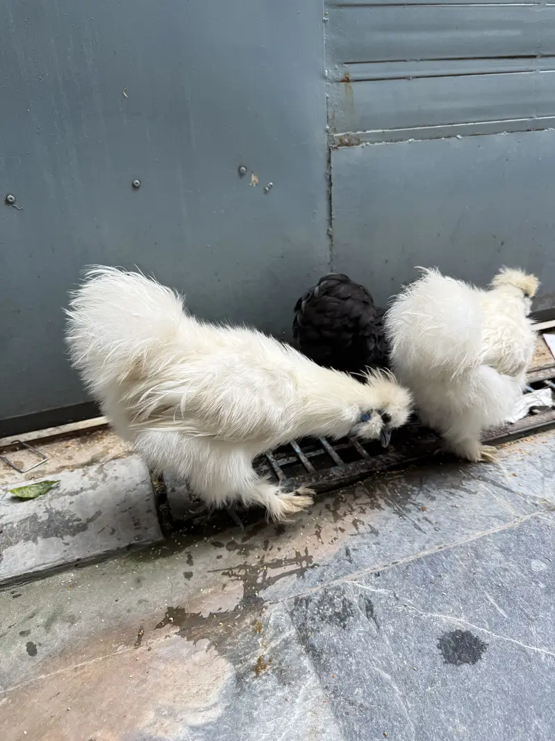 White silkie males — photo 5