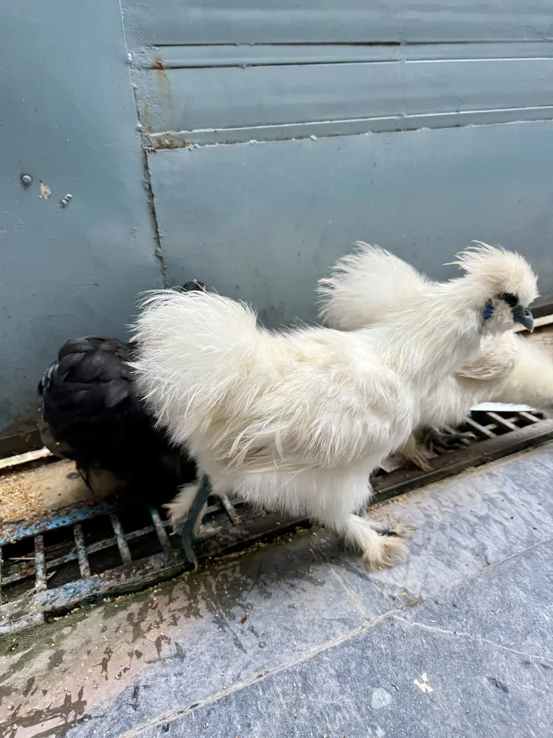 White silkie males — photo 6