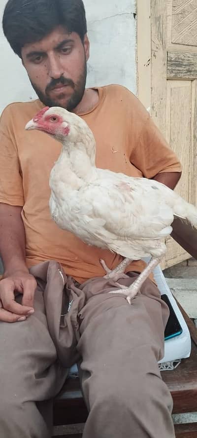 Heera female