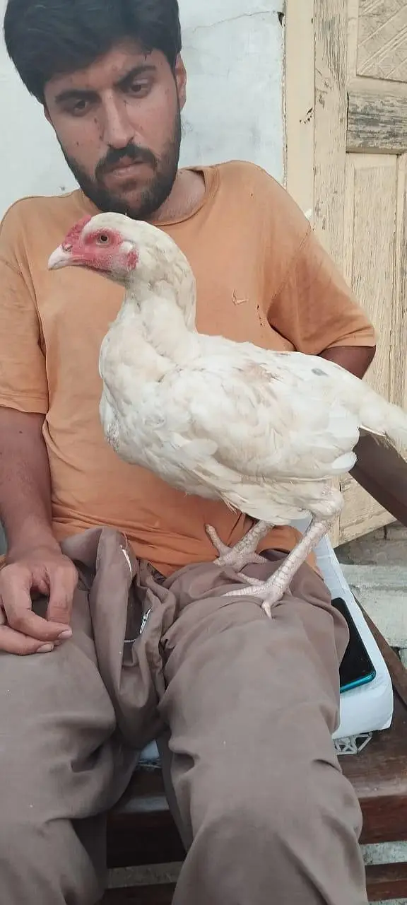 Heera female — photo 2