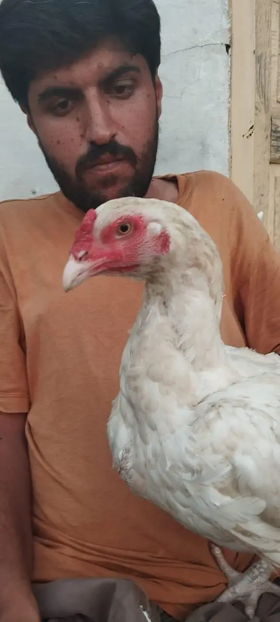 Heera female — photo 3