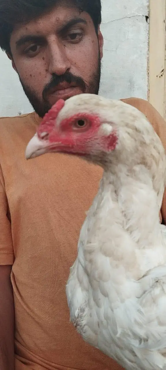 Heera female — photo 4