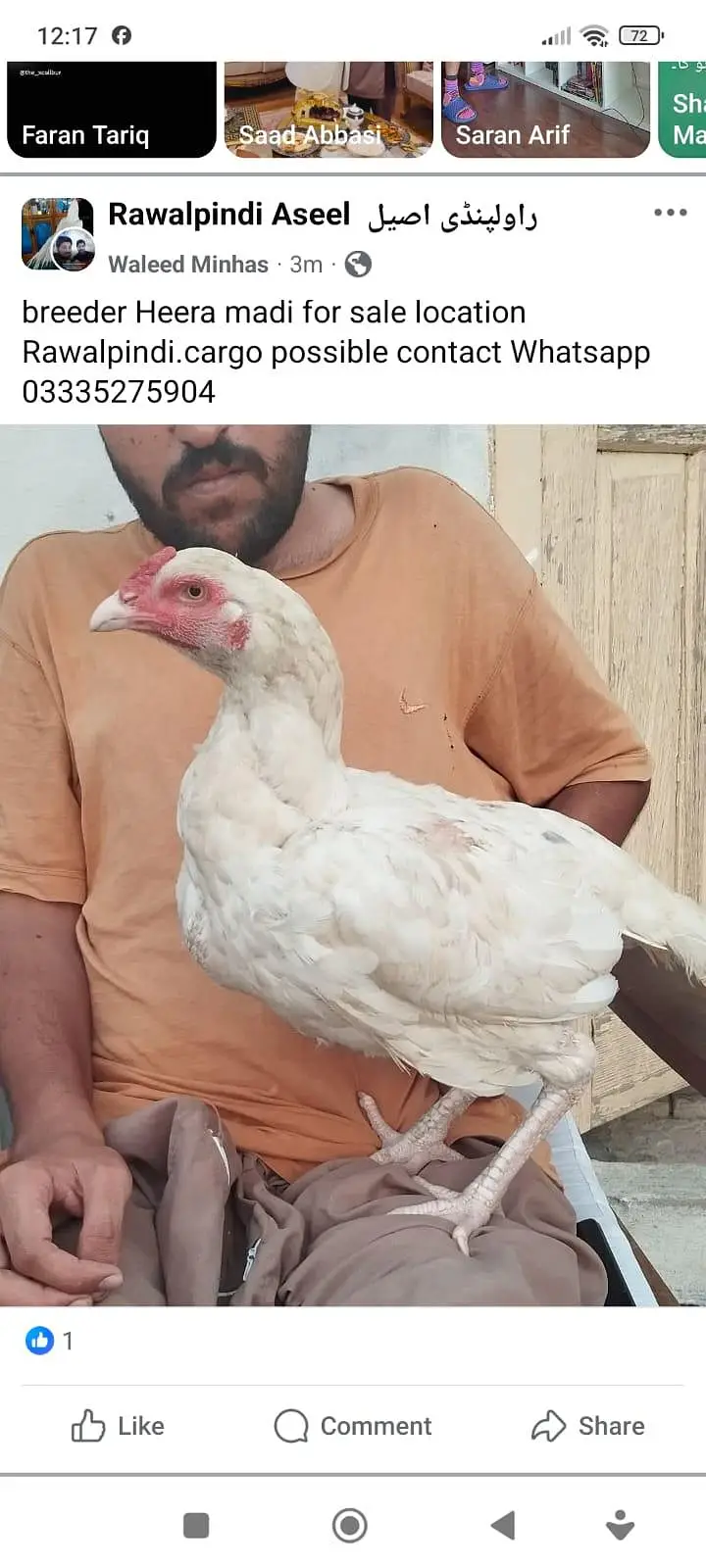 Heera female — photo 5